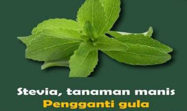 Mengenal Stevia, Pemanis  Alami Pengganti  Gula Tebu