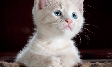 Apakah Kucing Merasakan Geli Jika Digelitik? Ini Jawabannya Untuk Kamu Cat Lovers