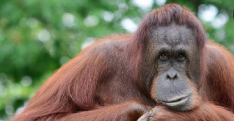 Penyelamatan Bayi dan Induk Orangutan